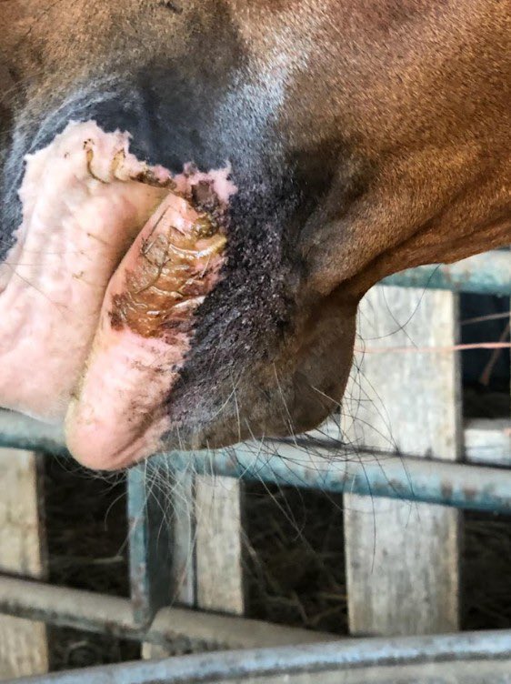 kmcsween's tweet image. VS confirmed in 2 horses in Arizona. Glad the flies are all about to die around here.