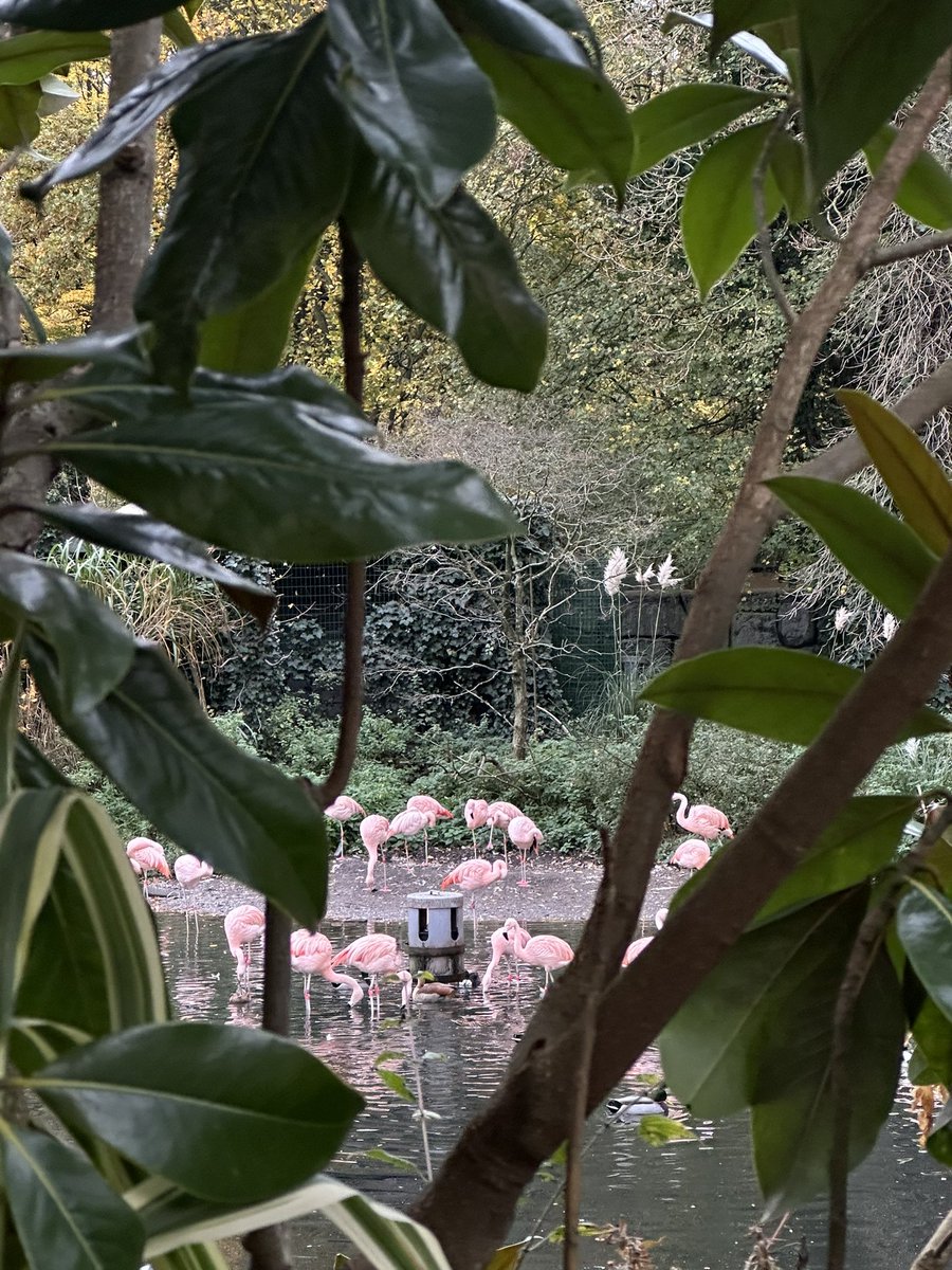 ladycandelabrum's tweet photo. I pass the zoo on my walk back from class and get to see the flingos for free https://t.co/J1rlnCVoKI