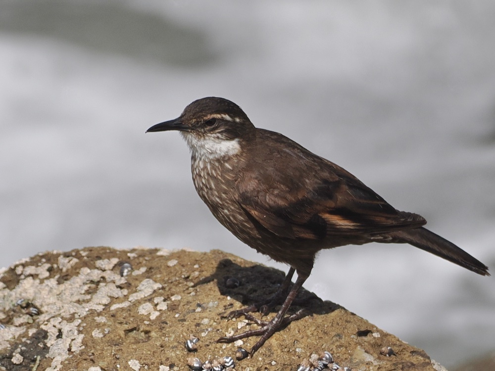 Chile day 4: A day spent around Arica, with no hire car due to arriving a day earlier than planned &amp; non being available.  So, we hired a taxi to take us a few miles down the coast to look for Seaside Cinclodes. Result - with 4 finally seen, after an hours searching.