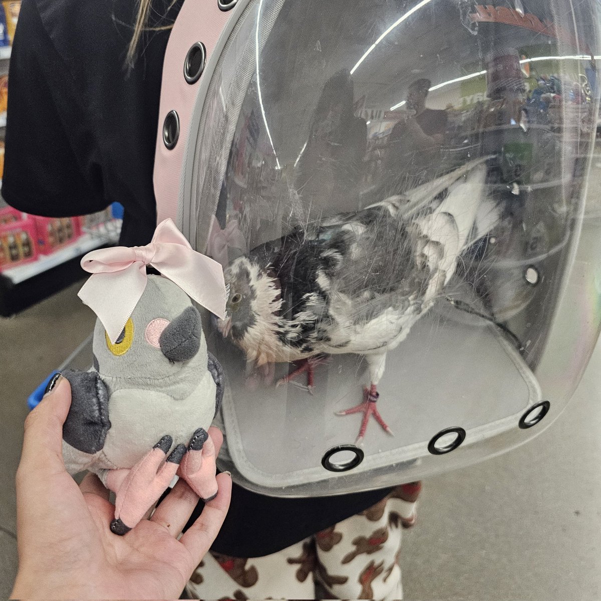 toxifix's tweet image. what are the odds that the day i take my pidove out w me, i run into someone with their pet pigeon in a backpack 🥹