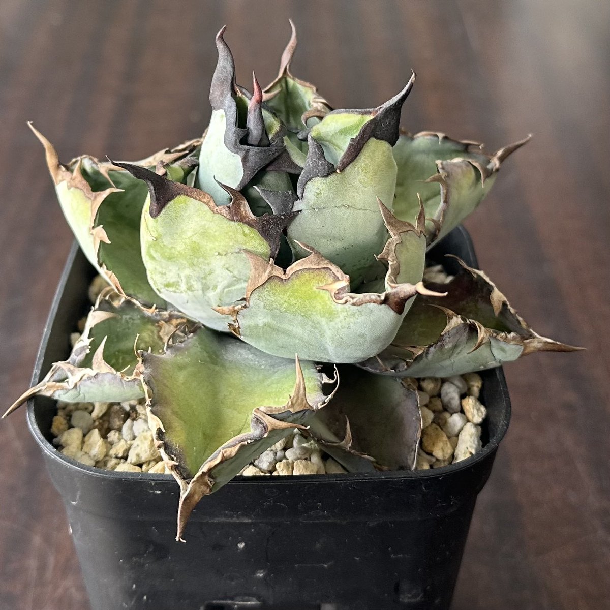 アガベに魅了され観葉植物とともに再チャレンジ！ on X