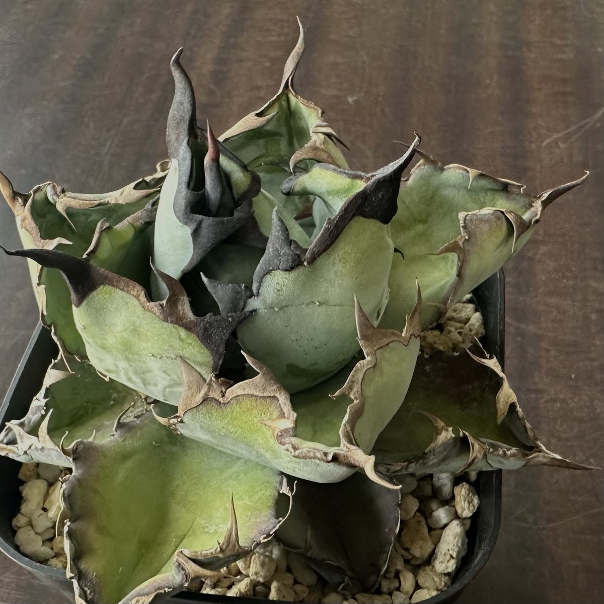 アガベに魅了され観葉植物とともに再チャレンジ！ on X