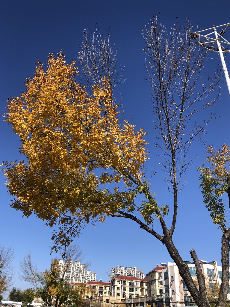 layer2nft's tweet image. Interesting Trees