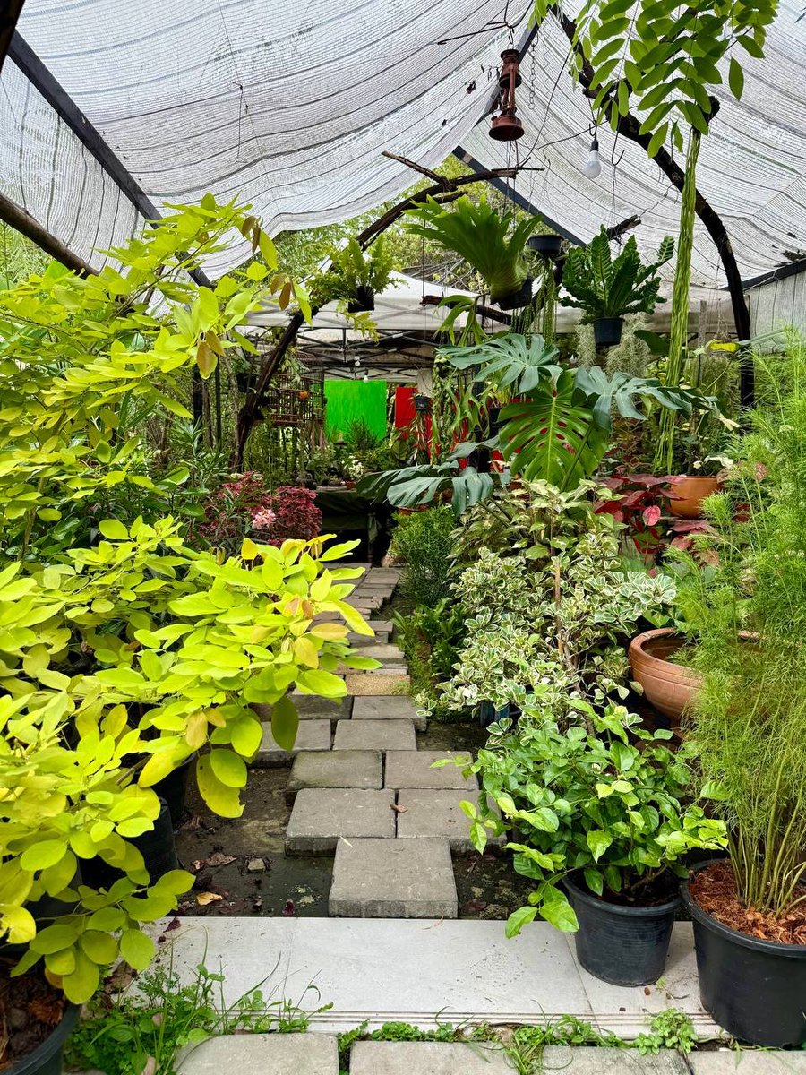 Elara99889's tweet photo. Surrounded by nature’s beauty and endless greenery 🌿✨ finding peace and inspiration in every leaf. #GardenVibes #NatureLover #GreenEscape #PlantLover #UrbanGarden https://t.co/WNU1Qa2CNg