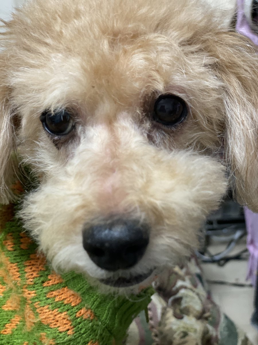 ケンイチ＠トイプードルと暮らす雑貨屋🐾 EC歴18年｜セレクト雑貨販売