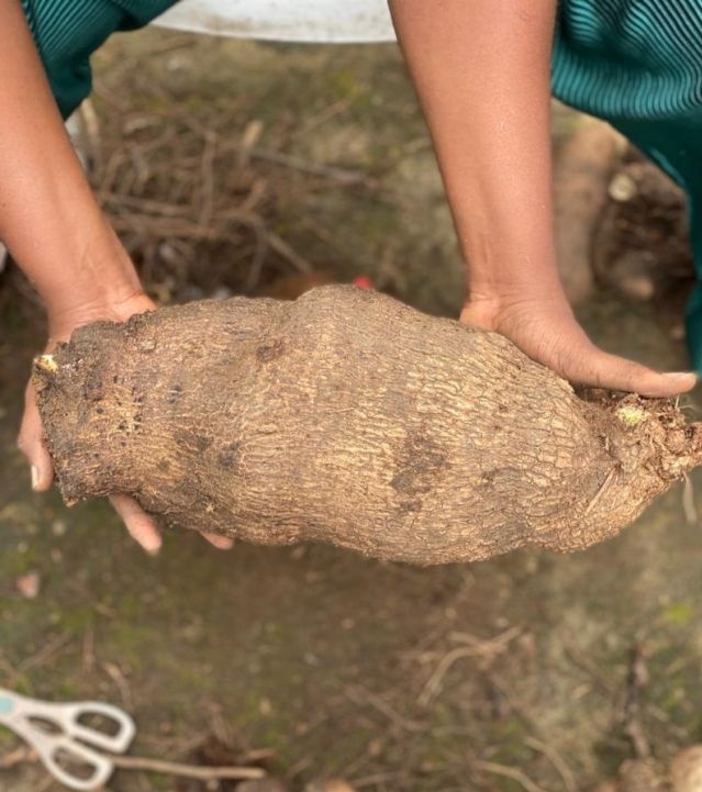 greentimefarms's tweet photo. Get your wholesale and retail yams at affordable prices 
In the city of UYO
By greentimefarms call or WhatsApp.                   👉 08135530866 https://t.co/XBnSNMfYU8