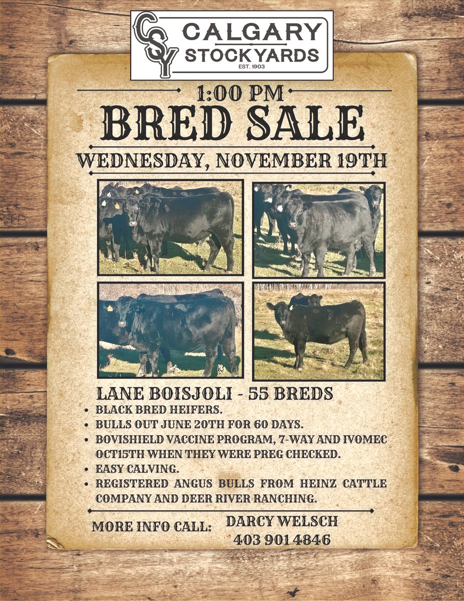 CSYStrathmore's tweet image. Lane Boisjoli - 55 Breds
Wednesday, November 19th at 1 PM

Ian Zeer - 18 Breds
Red Simmental X Bred Heifers.

Donnelly Estate - 15 Bred Cows
Herd Dispersal 

calgarystockyards.com/bred-sales
Sale catalogue &amp;amp; online Live bidding available at teamauctionsales.com!

://wix.to/MfiClQT