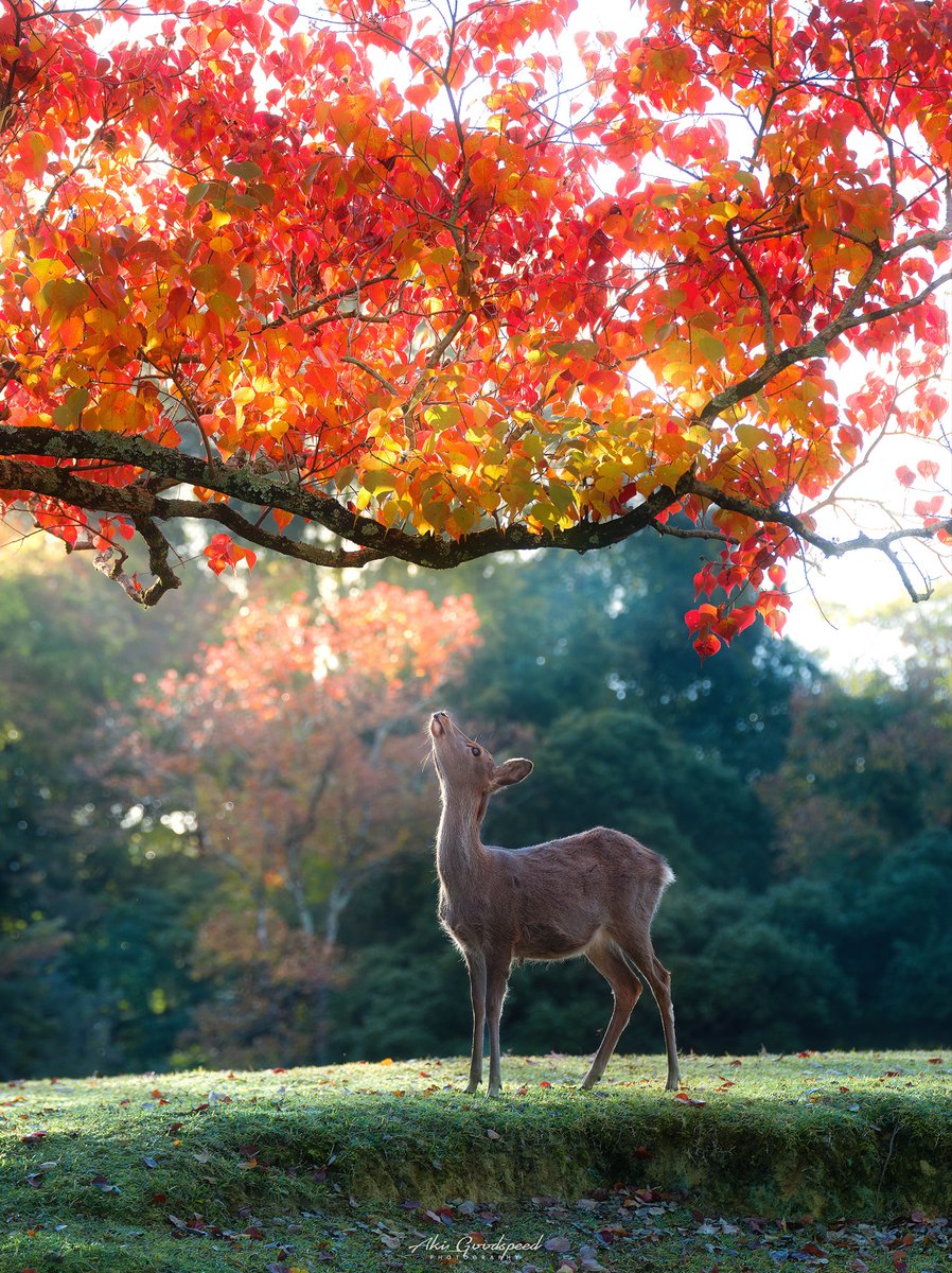 aki_goodspeed's tweet image. あかよろし 紅葉と鹿🍁🦌
(2022 ※この木はもうありません…)