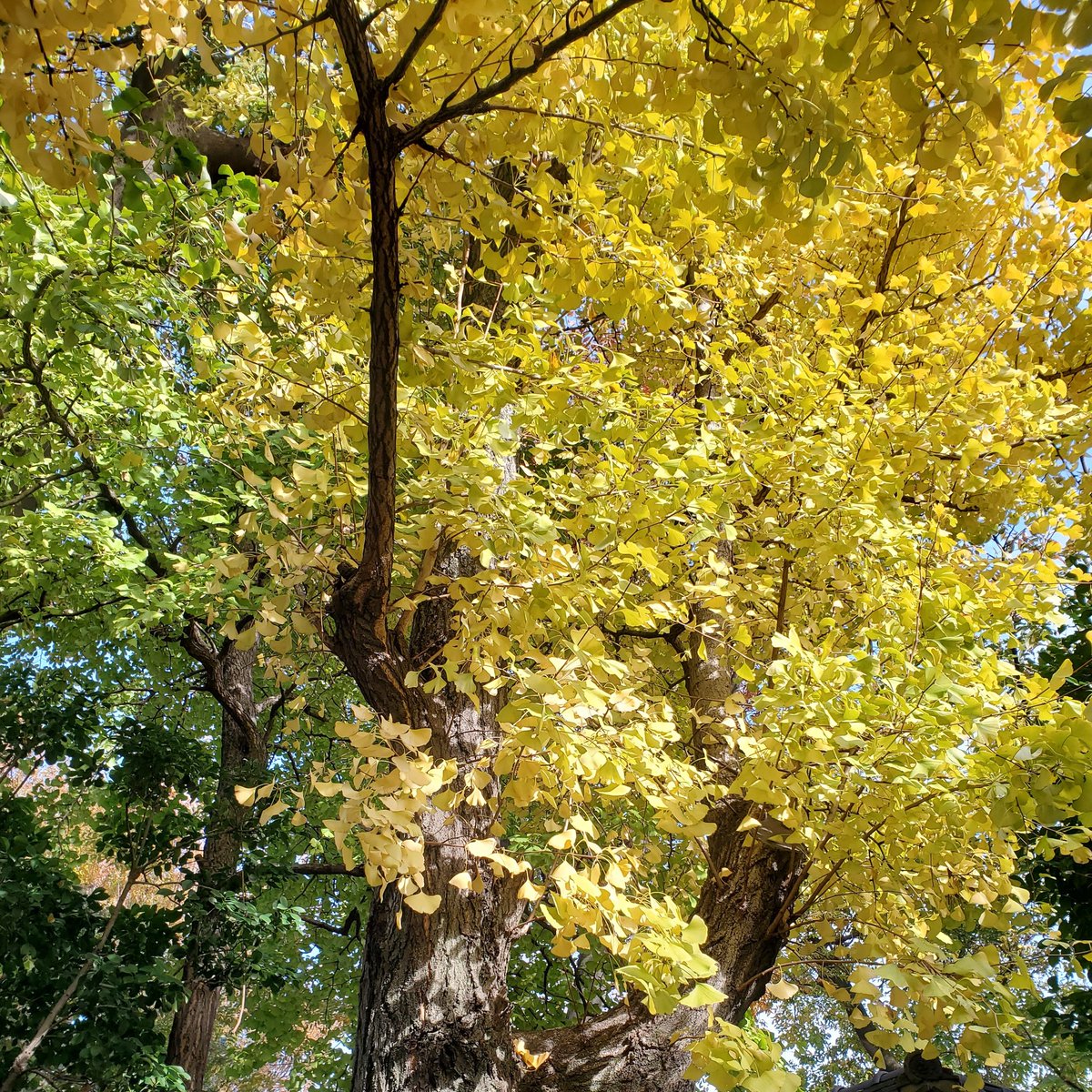 T5_Project_T's tweet image. おはようございます！

昨日はお休みを頂き、朝から大掃除、病院へ定期検診、ジムでトレーニング、夜は飲み会と、盛り沢山の一日でした！

って、充実感に浸りながらも次の休みはゆっくりしようと思っているのはココだけの話。

それでは、皆様、良い一日を！