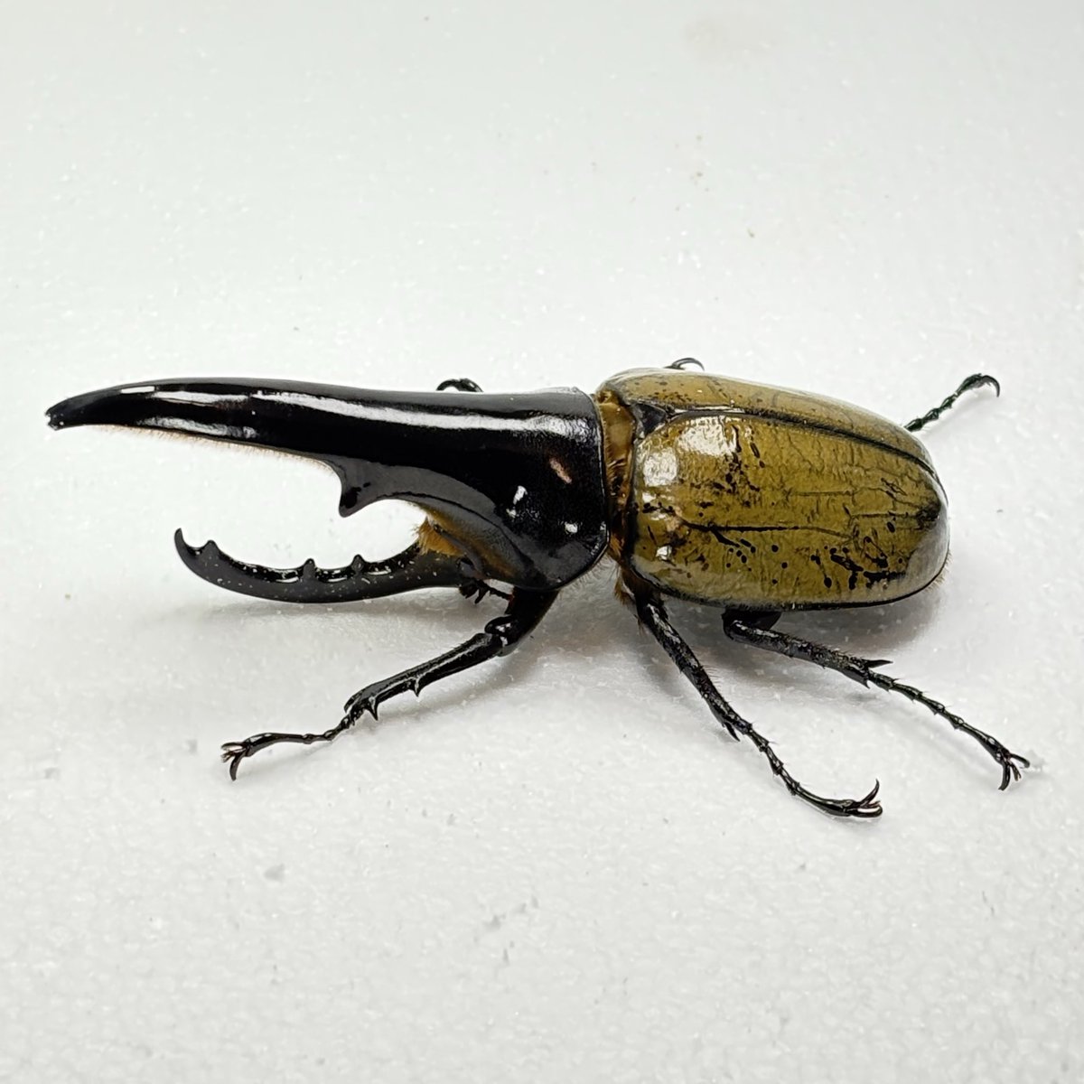 ヘラクレスオオカブト