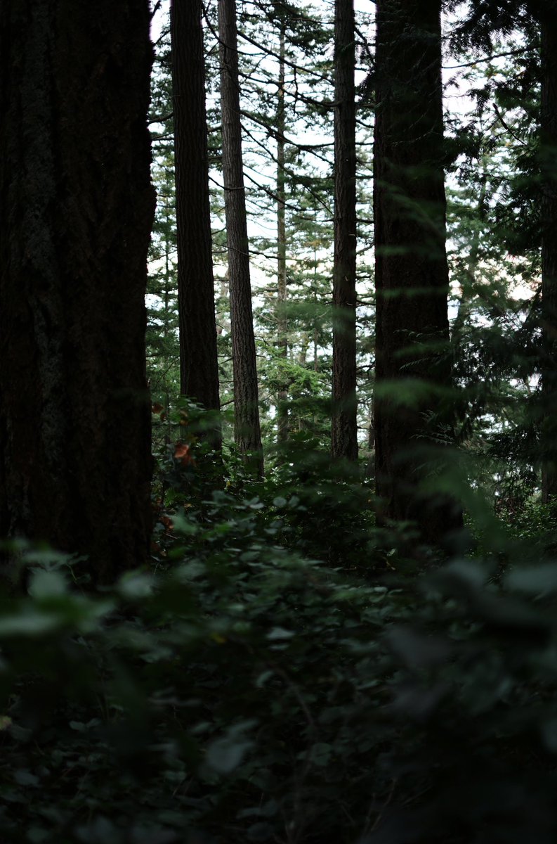 spravko's tweet image. 🌿