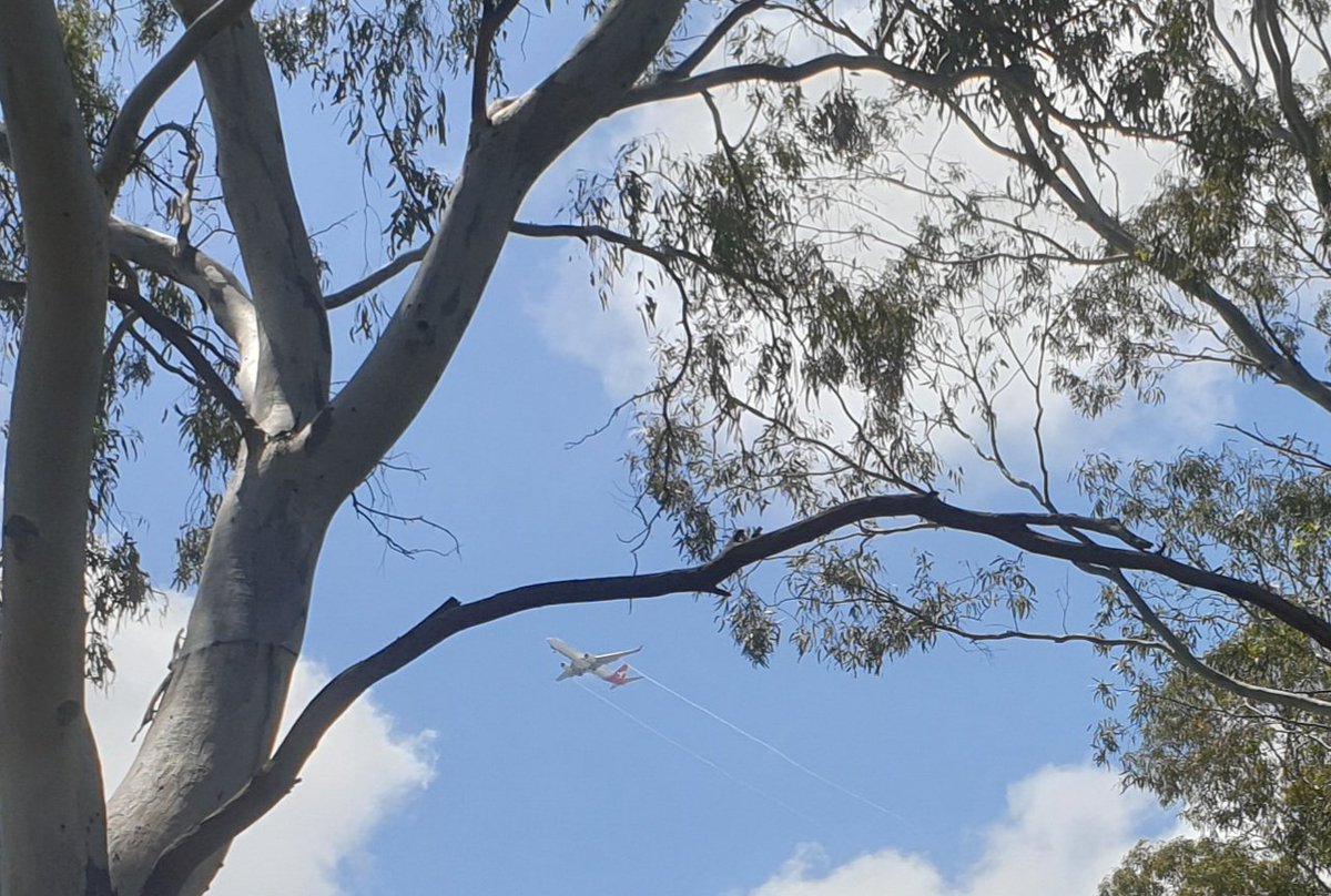 heltweet's tweet image. Good morning
#Wordlers
#TalkingTuesday
It's Remembrance Day in Australia
Everything stops at 11 a.m.
We remember the fallen &amp;amp;  those who served in War to keep us safe
1/2 an hour to go
My Mother's brother 
Joe☮
#Wordle1606 4/6
⬜⬜⬜⬜⬜🕊
⬜⬜🟨🟩⬜☮
⬜🟨⬜🟩⬜✌
🟩🟩🟩🟩🟩💃