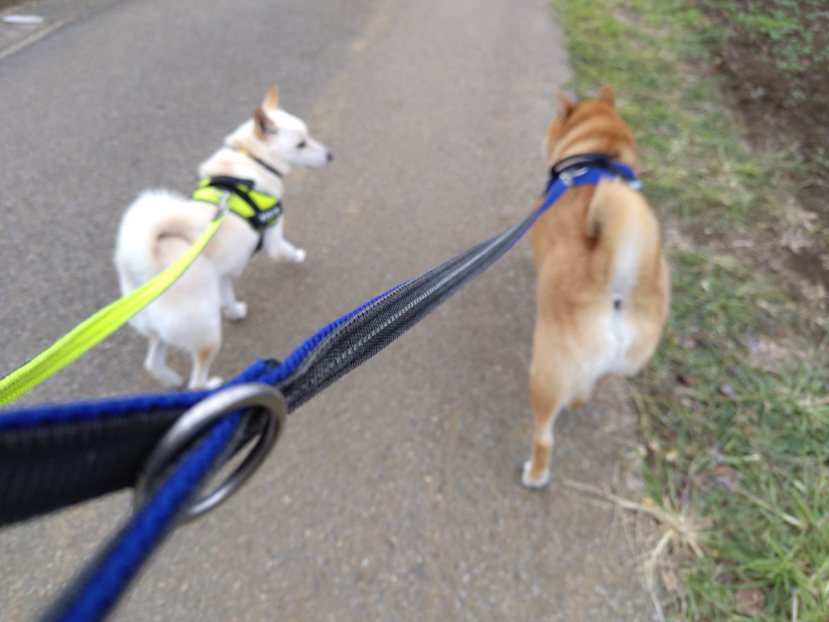 オトンの遅い夏休みが終わり、10日ぶりのオカン散歩🐾
家を出て１時間…帰る気配なし💦
#柴犬　#柴犬兄妹