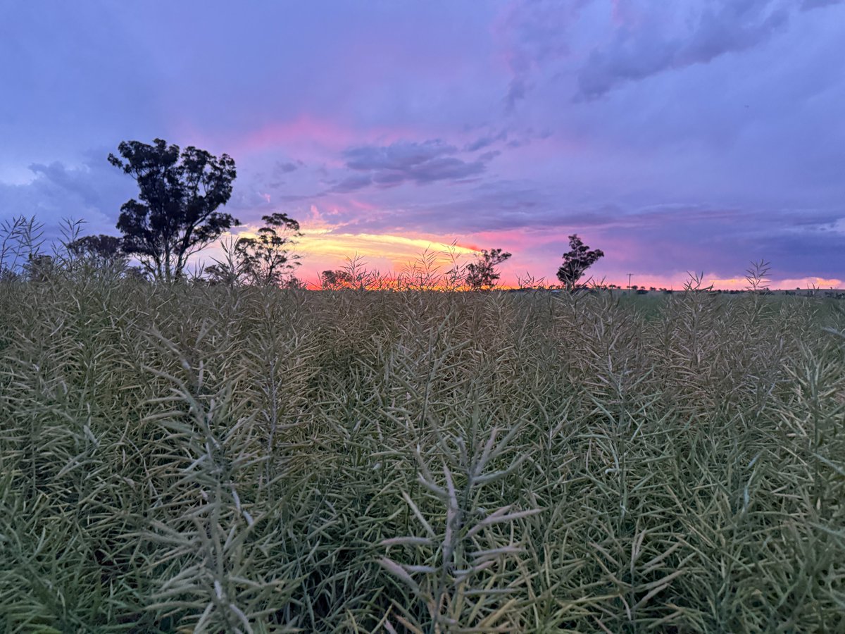 Last week in Coolamon, NSW, the sky put on a cracking show over this canola paddock as they prepared for windrowing ☀️