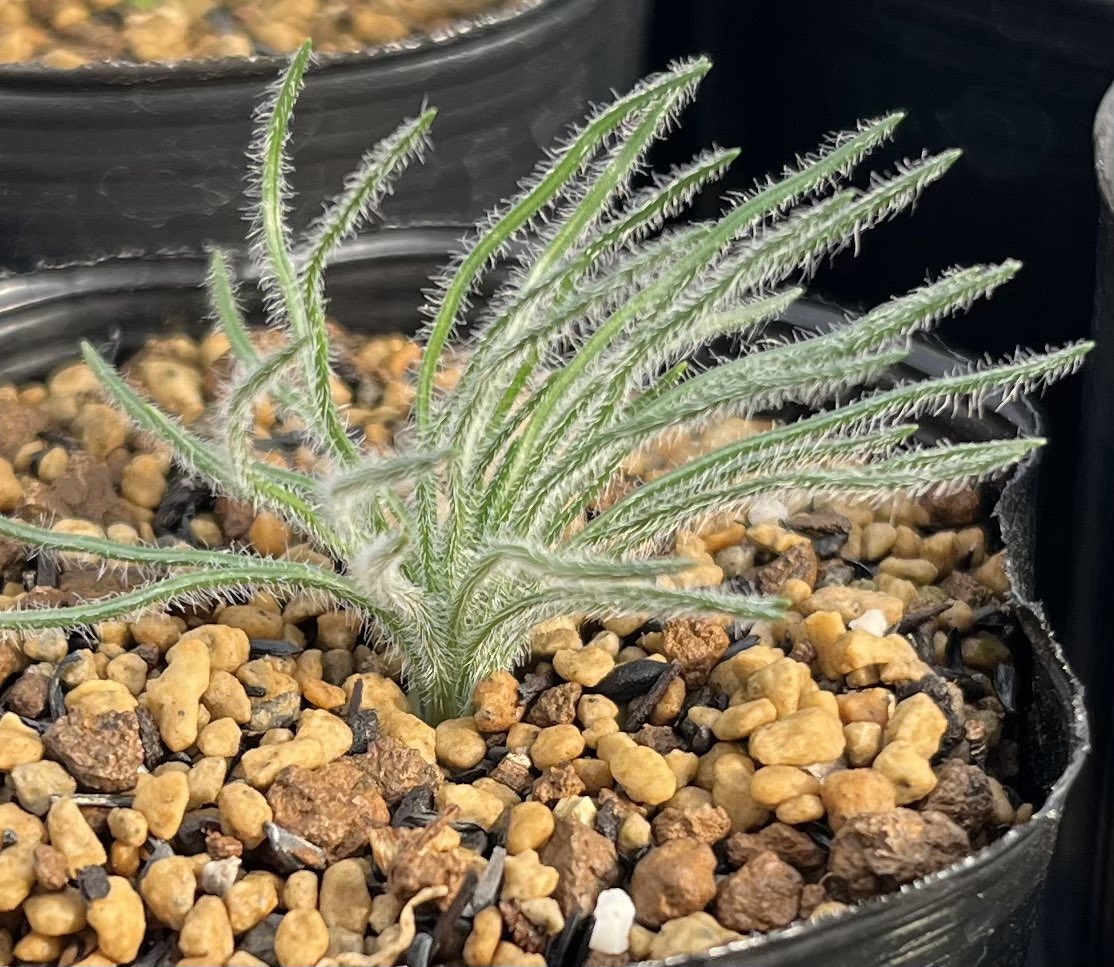 なべりん ぷらんつ【公式】 (@naberin99) / Posts / X