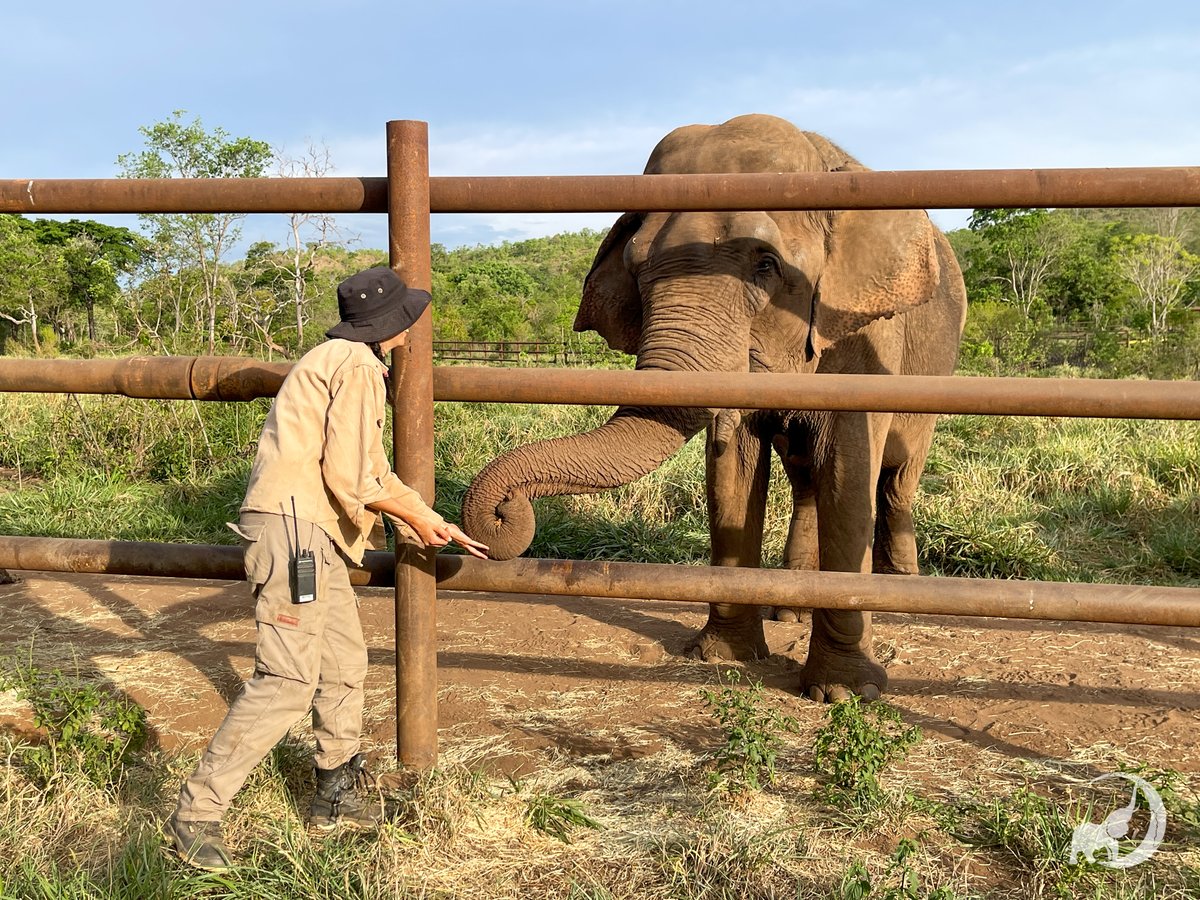 Global Sanctuary for Elephants tweet media