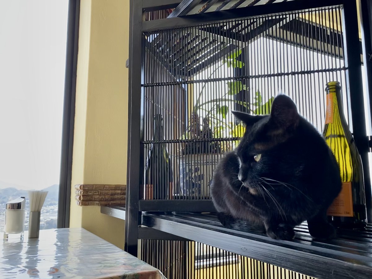 黒猫 2024 Kawasaki NINJA ZX-4R Metallic Spark Black for sale in