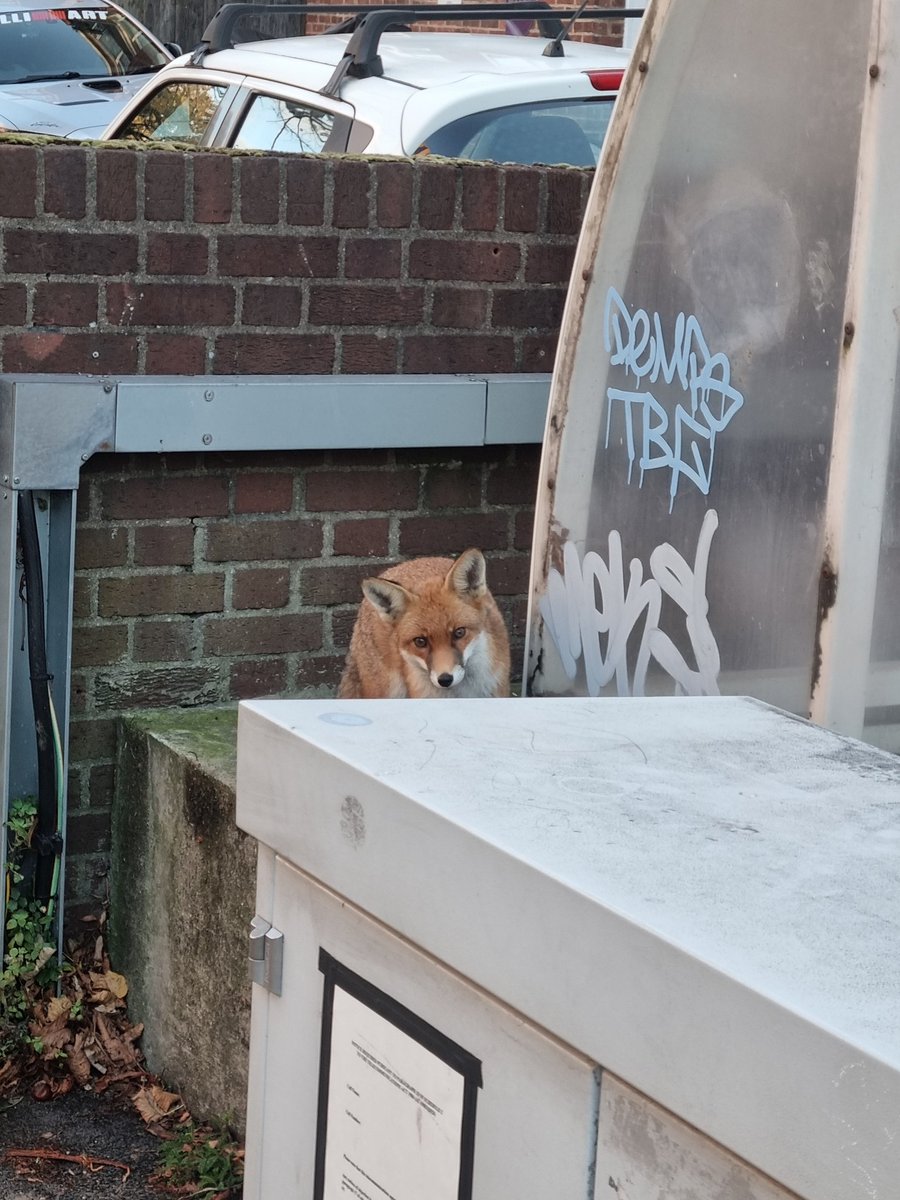 Treehugger_v2's tweet image. 