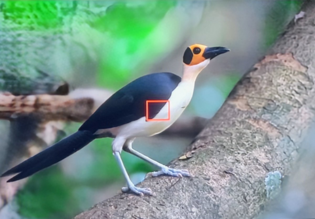 Paul Chapman tweet media