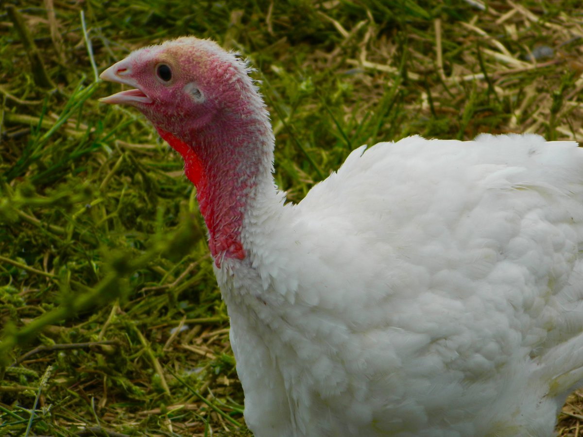 Christaemmer's tweet photo. A Howard County Thanksgiving classic lives on! 🦃
Sho Nuf Turkey Farm in Fulton is still producing thousands of fresh, local turkeys each year — and they sell out fast. https://t.co/mMKEt9kTEz https://t.co/VfFfS2At9u