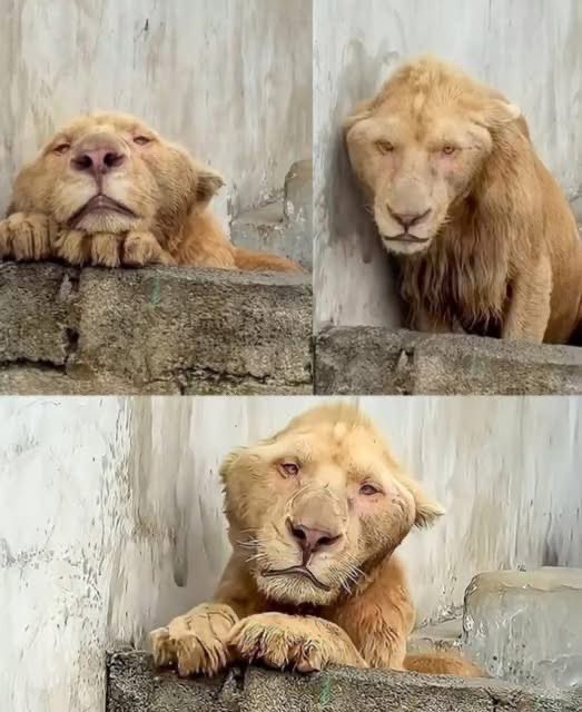 The Feline Philosopher=^..^=🇨🇦🐾💕 tweet media