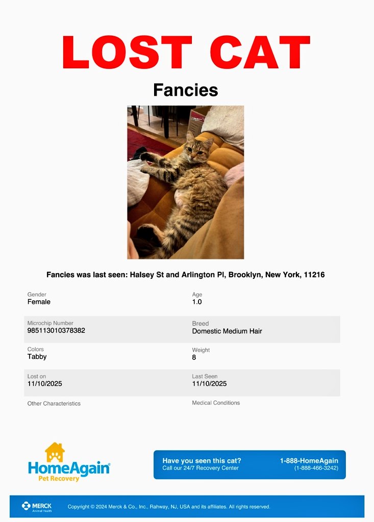 MeowMiya88's tweet photo. 📢🇺🇲🗽🆘️⏳🚨💔😿Please RT to find Fancies #NYC #missingcat #lostcat #Brooklyn #CatsOfTwitter #CatsOfX @HAPetRescuer https://t.co/mbn4r5xDEZ