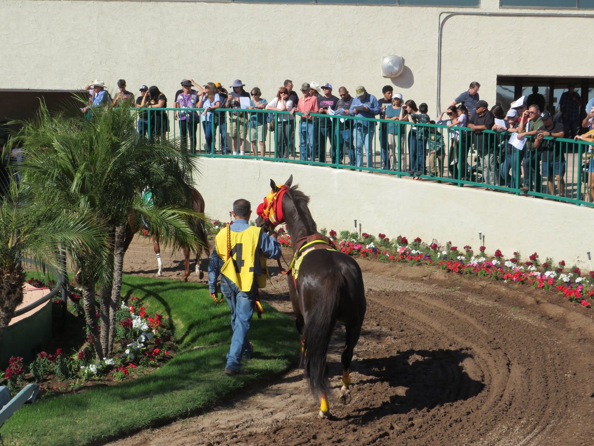 Turf Paradise tweet media