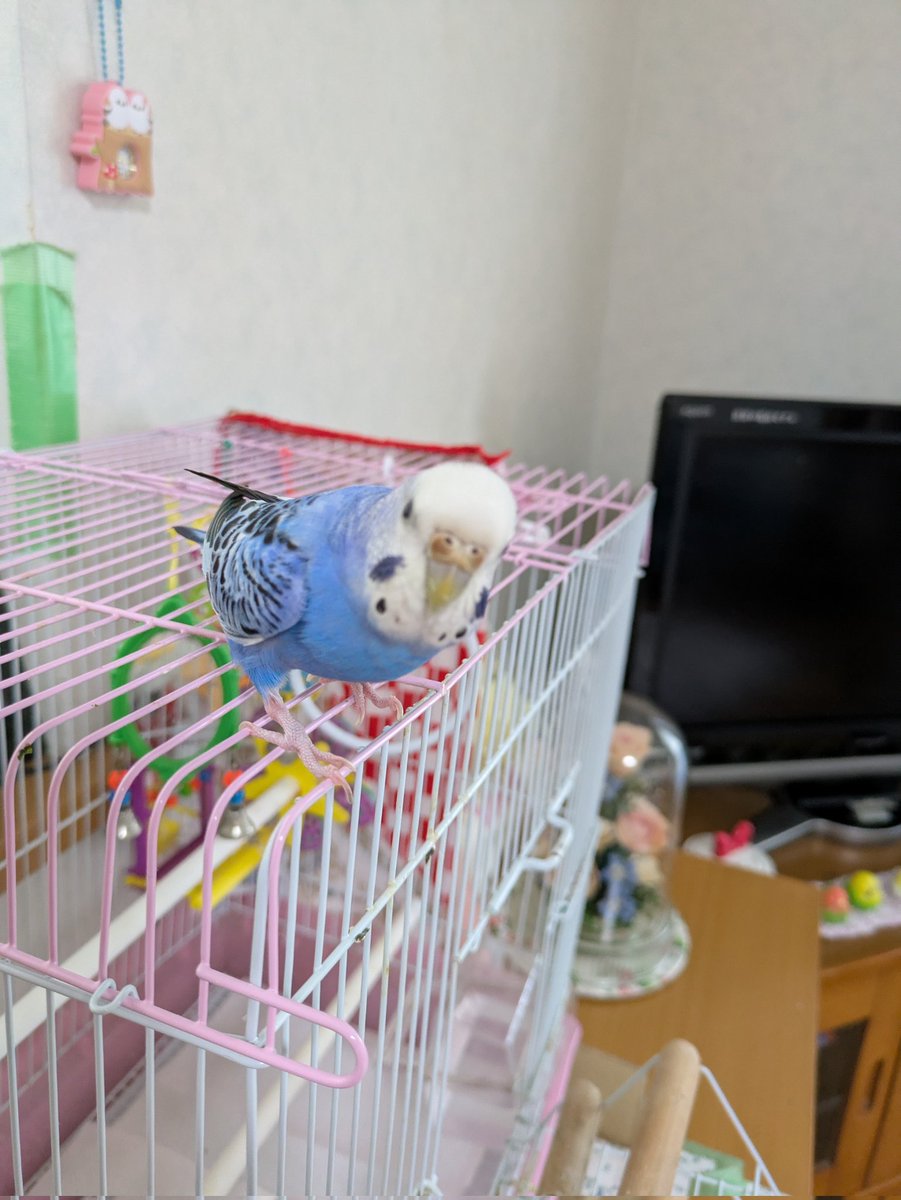 おはようございます☀️

🐦️ぴーが🥚卵を産んで１週間たちました。あれから🥚を産む気配がありません。
割ってみました。💛黄身の色がとても綺麗です。
🐦️ぴーのおかげで素敵な経験ができました。
当の🐦️本人は興味なしで飛びまわっています🍁