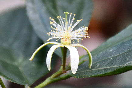 Phytotaxa's tweet image. Grewia souladethiana, a #newspecies of #Malvaceae from #Laos
#taxonomy
doi.org/10.11646/phyto…