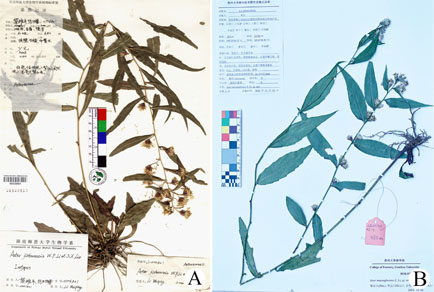 Phytotaxa's tweet photo. A #newsynonym of Aster (#Asteraceae)
#taxonomy
https://t.co/0j8IYS544i https://t.co/3zvCwIMDlQ