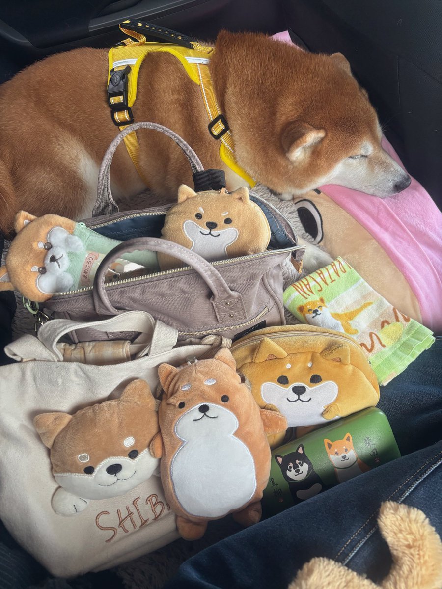 しばわんこ (@48dogchat1mame2) / Posts / X