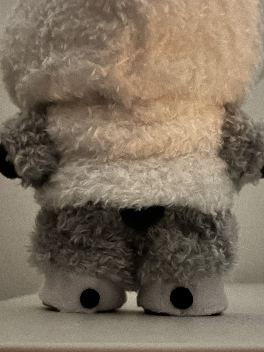 Snow Fox tweet media