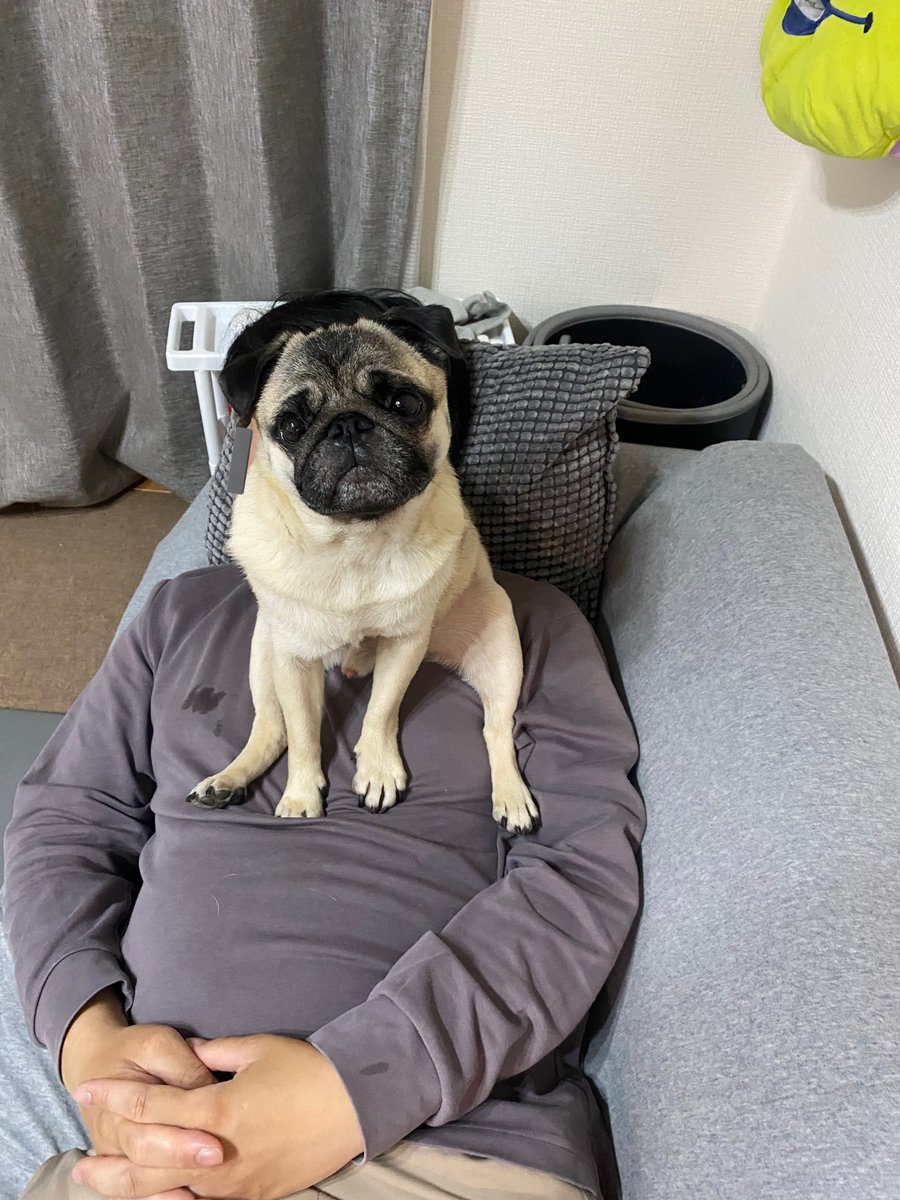 ブランコとパグ ブランコとパグ