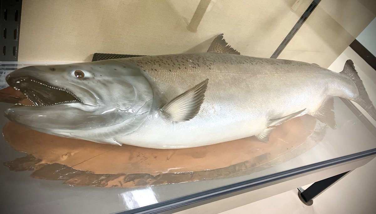 公式】東京海洋大学マリンサイエンスミュージアム on X