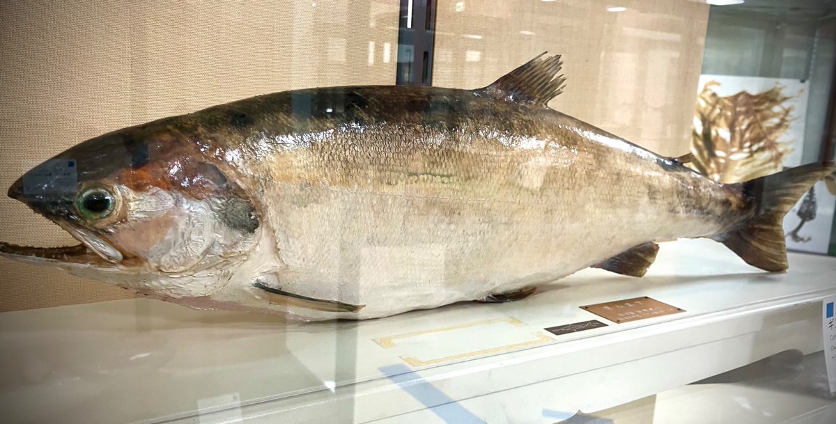 公式】東京海洋大学マリンサイエンスミュージアム on X