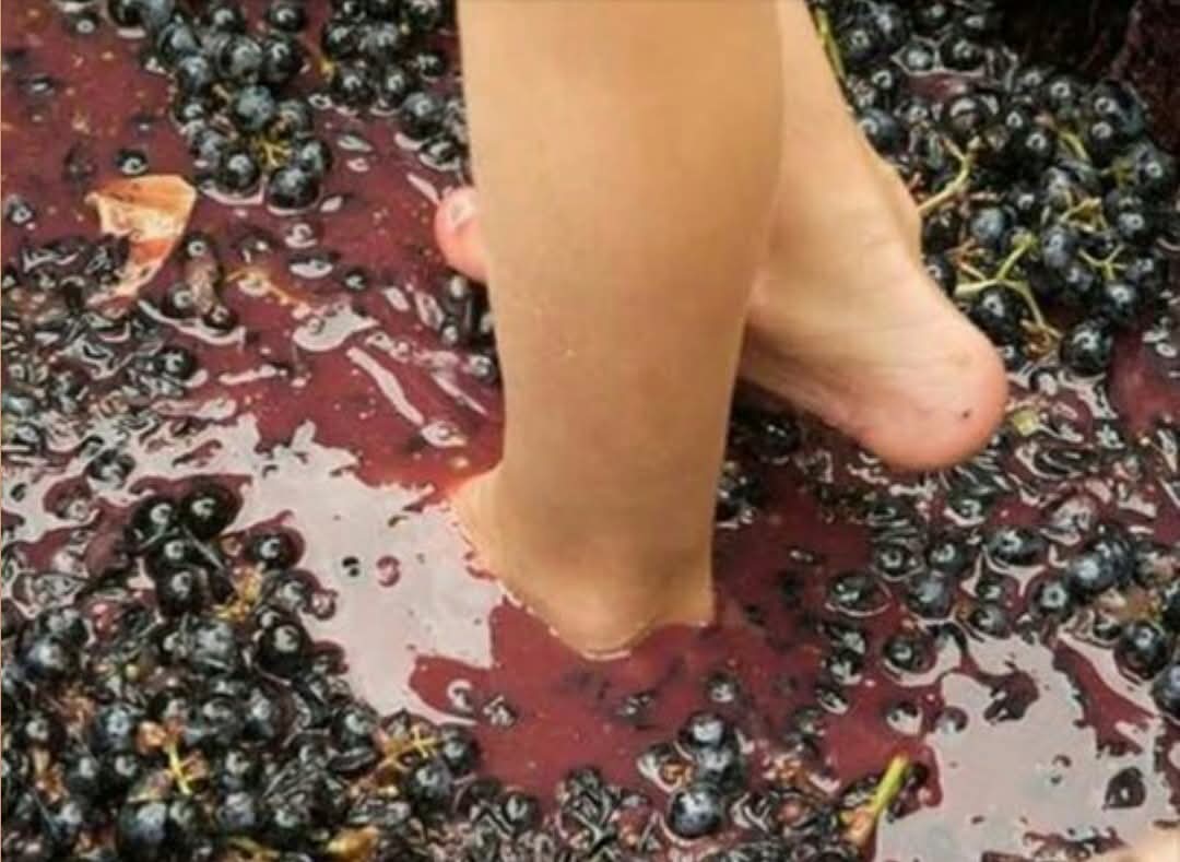 अंगूर को नंगे पैर मसल कर तैयार की गई वाइन पीना बिलकुल मॉडर्न है।

और उसी मॉडर्न वाइन को लोग खुशी खुशी गले से नीचे उतारते है और ये सभ्यता की निशानी है।

लेकिन हाथ धोकर, पूरी साफ सफाई से केले के पत्ते पर खाया गया खाना पिछड़ापन है। जी हां ये मॉडर्न सभ्यता भारतीय समाज में भी घुस चुकी