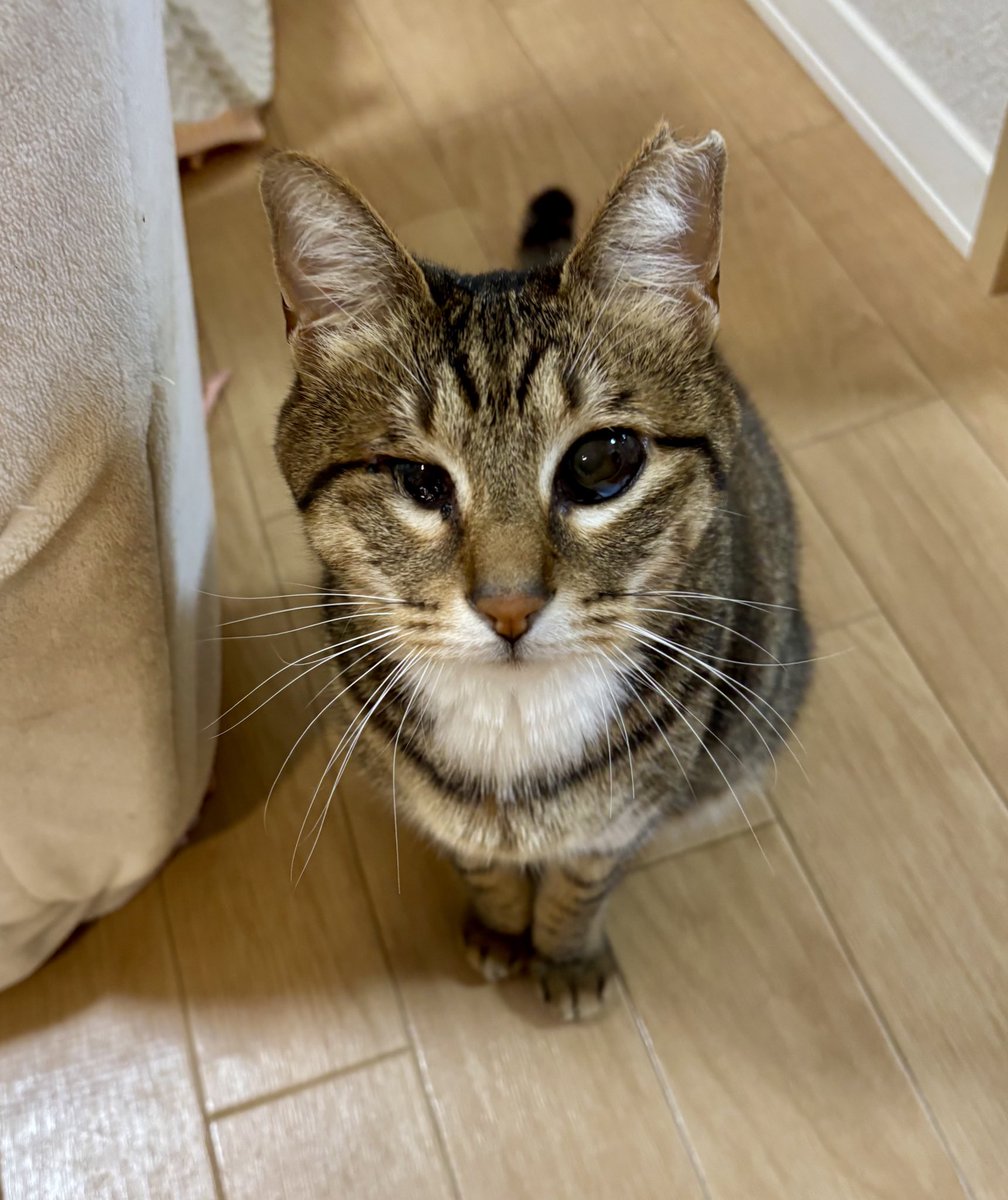 アシメEYEあんず🐾 (@asyme_anzu821) / Posts / X