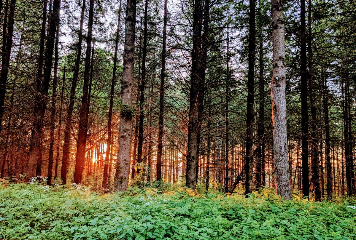 williampueyo's tweet image. #auvergne #France #Forest #sunset #photos #travelphotography #voyage #GoodMorningEveryone