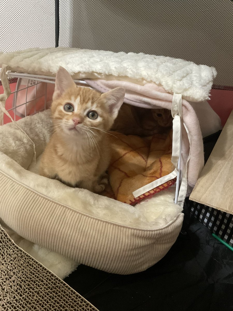 はなな📘📕10月断雨4巻 (@hananamdzs) / Posts / X