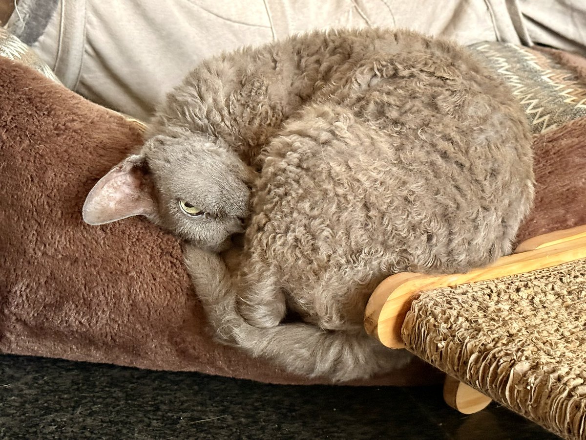 d3farm3r's tweet image. - Капитан! Крен на левый борт!!
- Хм… скверная примета…

#devonrex #bluecat #nobrain