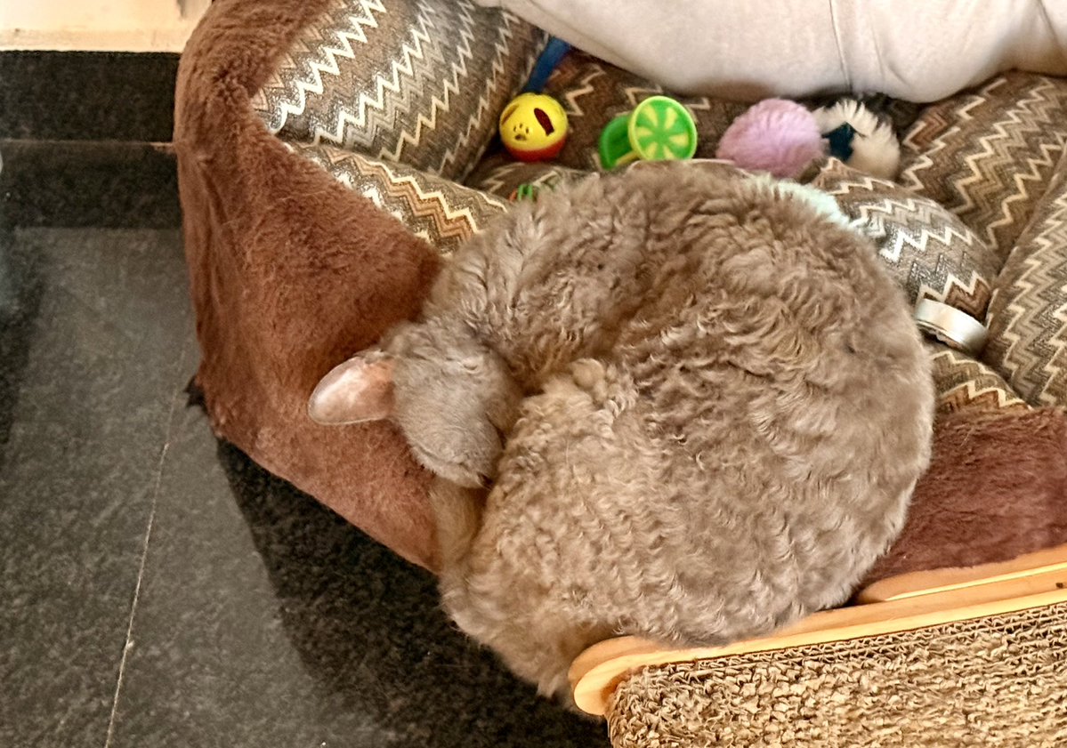 d3farm3r's tweet image. - Капитан! Крен на левый борт!!
- Хм… скверная примета…

#devonrex #bluecat #nobrain