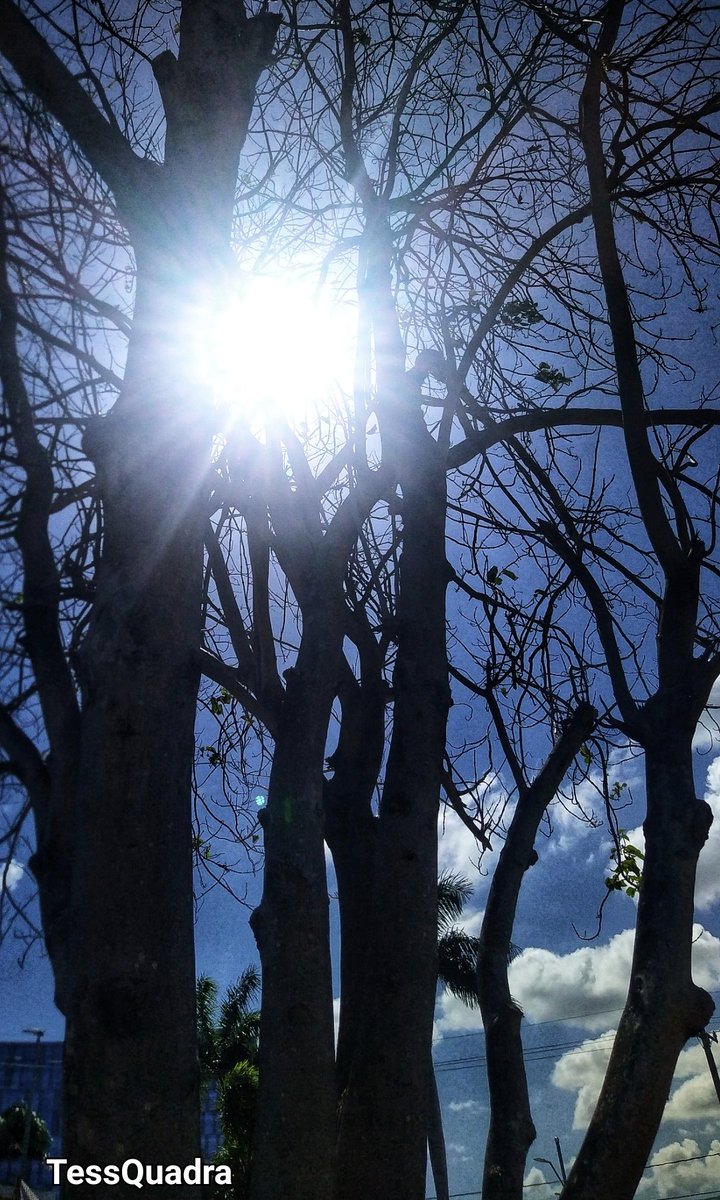 Kon_tessa's tweet image. #TuesdayTrees
The glory of life is the daily attempt at survival☄️💙☄️