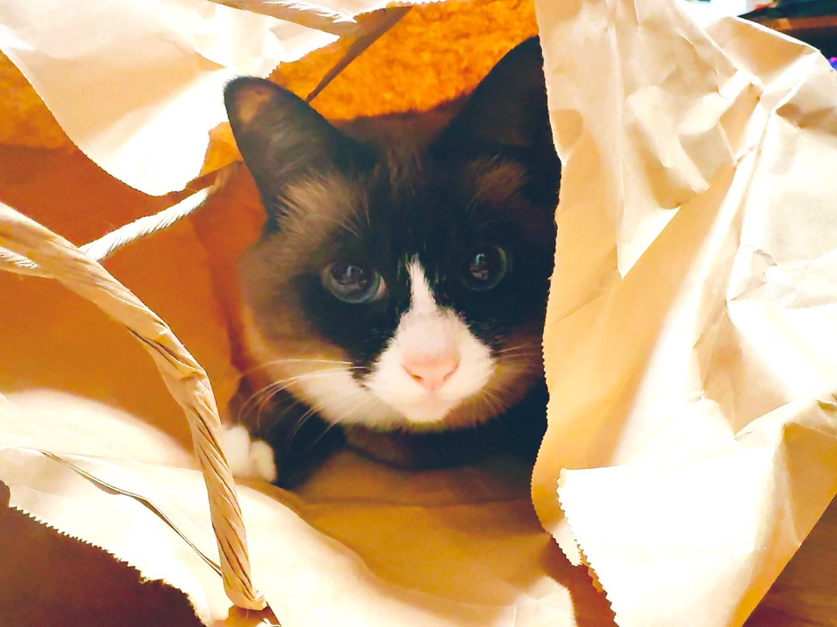 うさこ様 うさこ様 (@Usk0x0gg) / Posts / X