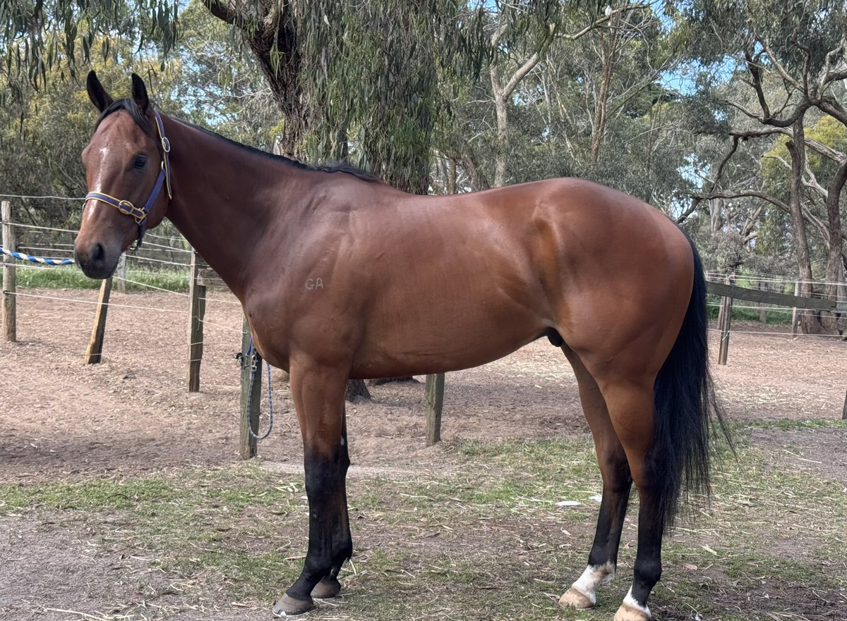 Off to Seymour Thursday with our little spunk 🫶🏼 Drawn a perfect barrier to use his speed 💛💙💜