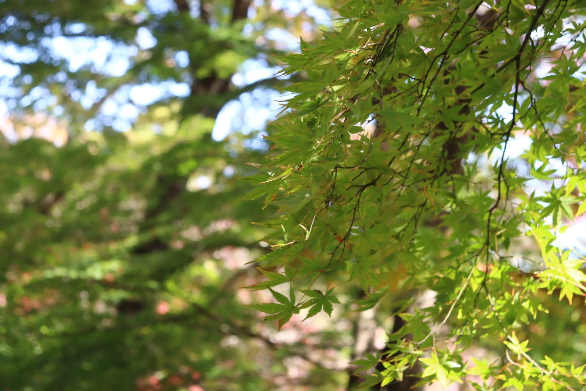 天紅梅豆葉（日の丸） ◇霞ヶ城公園の紅葉①◇ 紅葉の名所としてもおすすめな #霞ヶ城公園