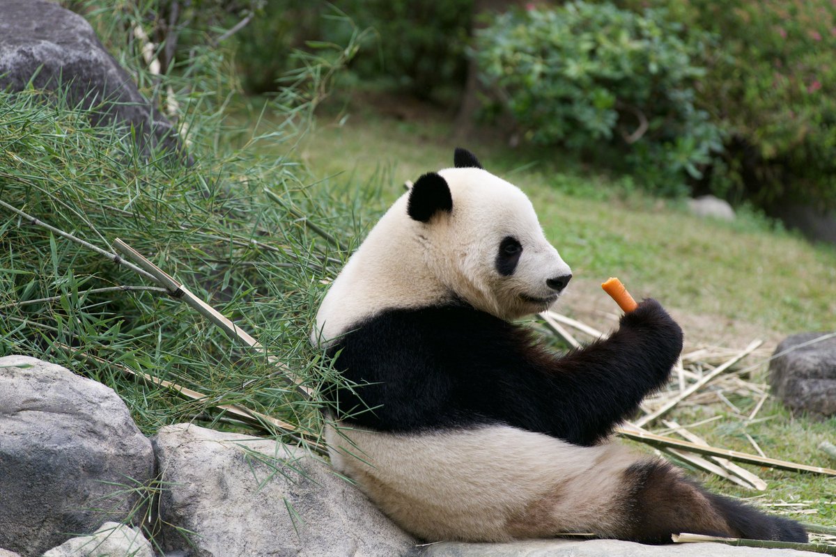 こんにちポン💖

今日はお休み👍

こちらに来ました💁‍♀️

☆パンダが来年の2月に中国に帰る
　ので最後に観に来ました✌️
　2枚目がメスのレイレイ
　3枚目がオスのシャオシャオ
　パンダて人参も食べるんですね😅

<a href="/UenoZooGardens/">上野動物園［公式］</a> 
#上野動物園