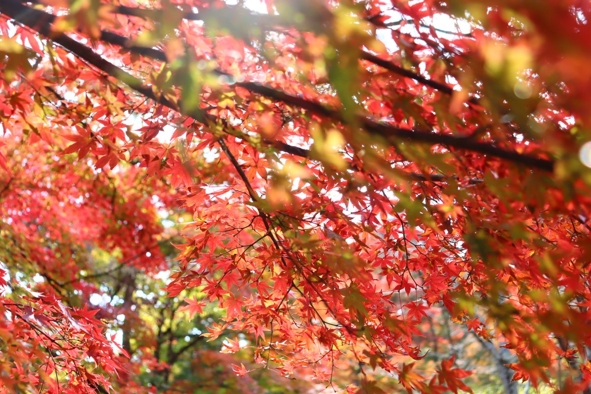 天紅梅豆葉（日の丸） ◇霞ヶ城公園の紅葉①◇ 紅葉の名所としてもおすすめな #霞ヶ城公園