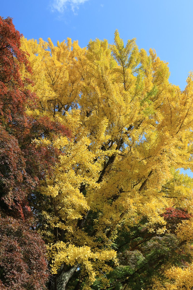 ◇霞ヶ城公園の紅葉①◇ 紅葉の名所としてもおすすめな #霞ヶ城公園