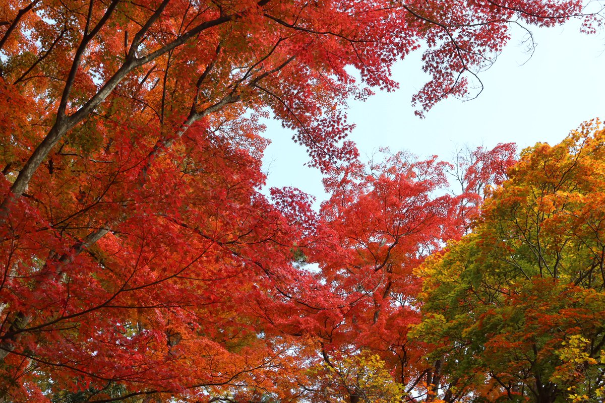 ◇霞ヶ城公園の紅葉①◇ 紅葉の名所としてもおすすめな #霞ヶ城公園