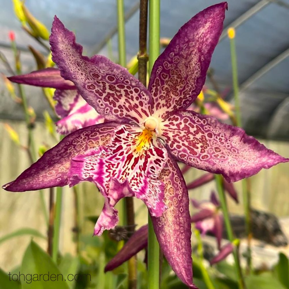 xamdl4's tweet photo. I’m a Beallara Orchid for the day https://t.co/zfOkStfsCP